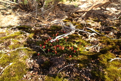 Utricularia menziesii