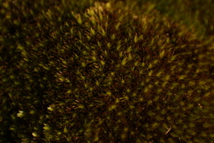 Campylopus bicolor