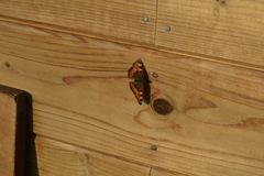 Aglais urticae
