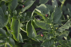 Leptinotarsa decemlineata