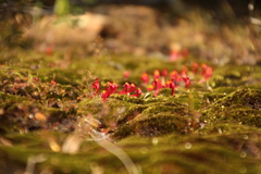 Utricularia menziesii