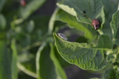 Leptinotarsa decemlineata
