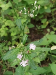 Cabobanthus polysphaerus