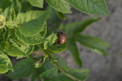 Leptinotarsa decemlineata