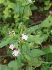 Cabobanthus polysphaerus