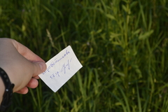 Platycnemis pennipes