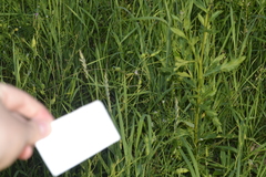 Platycnemis pennipes