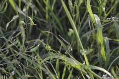 Platycnemis pennipes