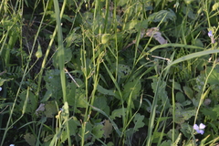 Platycnemis pennipes