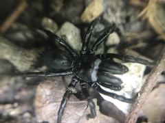 Sphodros niger