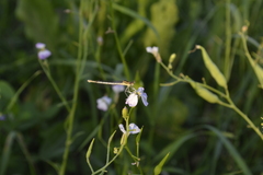 Platycnemis pennipes
