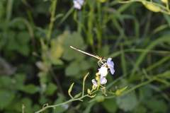 Platycnemis pennipes