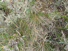 Trichophorum subcapitatum