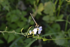 Platycnemis pennipes
