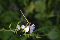 Platycnemis pennipes