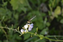 Platycnemis pennipes