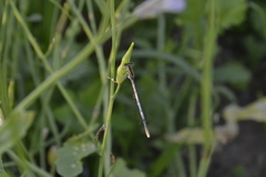 Platycnemis pennipes