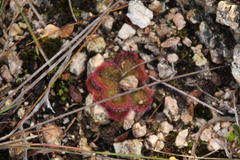 Drosera collina