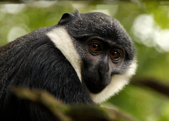 Allochrocebus lhoesti