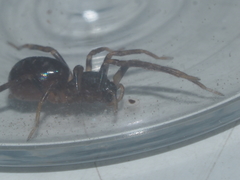 Oedignatha scrobiculata