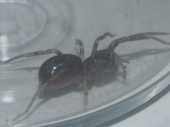 Oedignatha scrobiculata