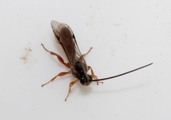 Metopiinae