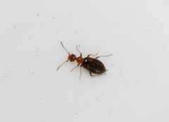 Microhoria
