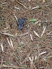 Ursus thibetanus formosanus