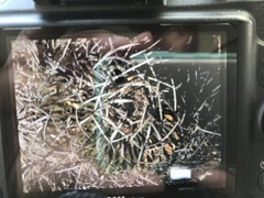 Echinofossulocactus pentacanthus