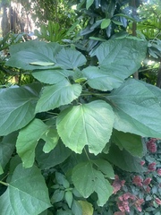 Clerodendrum bungei
