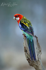 Platycercus eximius elecica