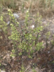 Lepidium ramosissimum