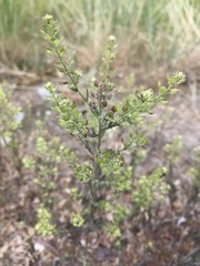 Lepidium ramosissimum