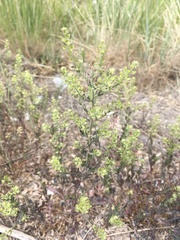 Lepidium ramosissimum