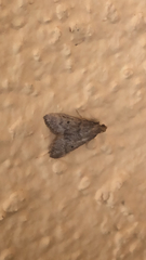 Bostra obsoletalis