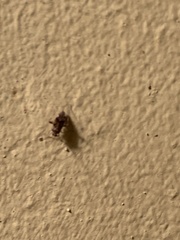 Phytocoris breviusculus