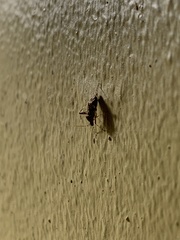 Phytocoris breviusculus