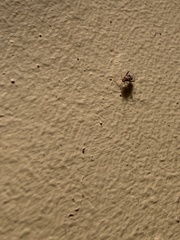 Phytocoris breviusculus