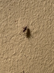 Phytocoris breviusculus