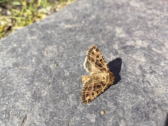 Sideridis reticulata