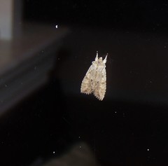 Lithophane hemina