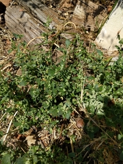 Chenopodiastrum murale