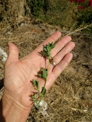 Chenopodiastrum murale