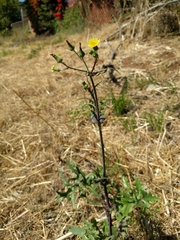Sonchus oleraceus