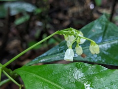 Eumachia frutescens