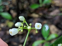 Eumachia frutescens
