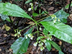 Eumachia frutescens