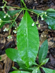 Eumachia frutescens