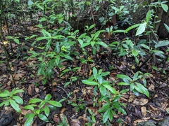 Eumachia frutescens