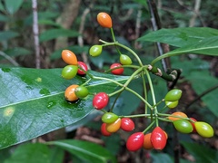 Eumachia frutescens